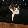 animal, black_couch, brown_fur, buttoned_cushion, cat, comfortable, couch, curious, domestic_animal, feline, fur, green_eyes, indoor, looking_up, paw, pet, relaxed, sitting, white_fur, wooden_floor