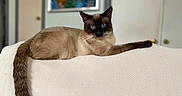 Jinx is registered to the contest to win money with this photo: cat, siamese_cat, indoor, blue_eyes, lounging, white_surface, texture, feline, animal, pet, relaxed, portrait, whiskers, tail, ears, fur, domestic_cat, background_blur, home, cozy