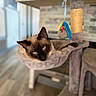 Jinx joined the competition — help win amazing prizes! cat, siamese_cat, cat_tree, hammock, blue_eyes, pet, indoor, furniture, plush, toy, animal, relaxing, cozy, whiskers, fur, looking, home, cute, mammal, feline