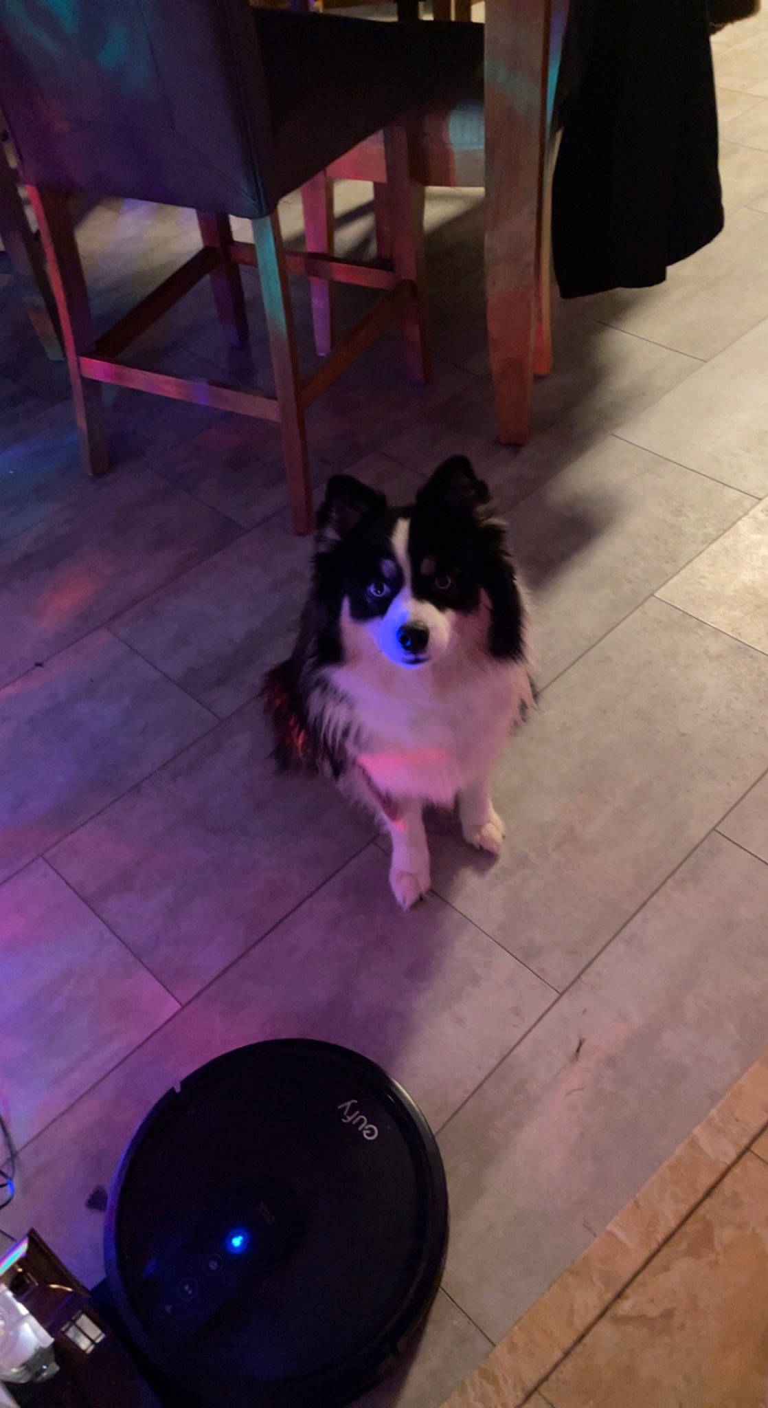 Luka is registered to the contest to win money with this photo: blue, carnivore, chair, companion_dog, dog_breed, electric_blue, felidae, floor, flooring, fur, hardwood, light, lighting, magenta, purple, small_to_medium_sized_cats, sporting_group, tail, tile_flooring, wood