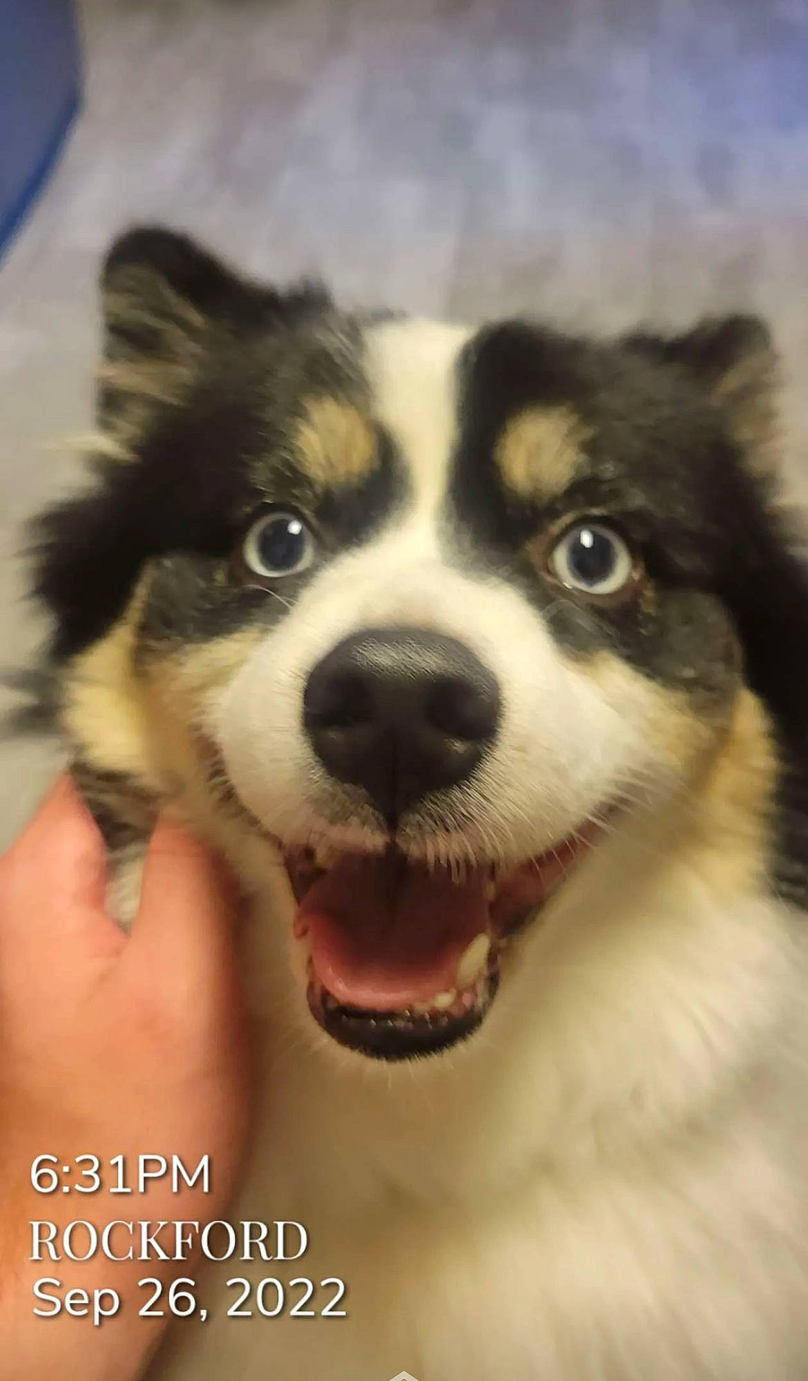 Luka is registered to the contest to win money with this photo: ancient_dog_breeds, art, canidae, carnivore, companion_dog, dog, dog_breed, fur, herding_dog, non_sporting_group, puppy, snout, sporting_group, terrestrial_animal, whiskers, working_animal, working_dog