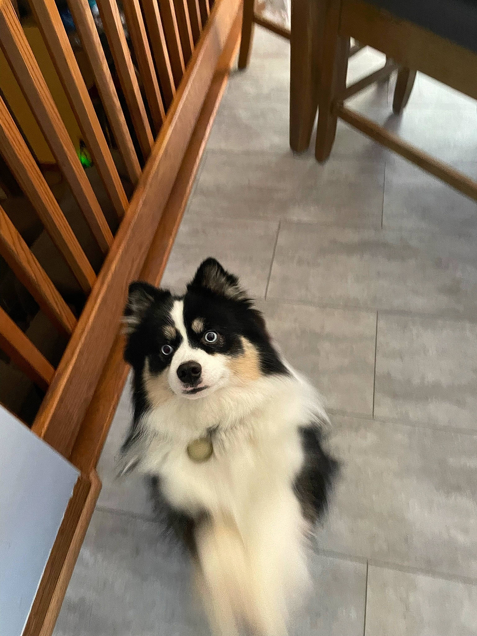 Luka is registered to the contest to win money with this photo: australian_collie, border_collie, canidae, carnivore, companion_dog, dog, dog_breed, flooring, fur, hardwood, herding_dog, plank, sporting_group, terrestrial_animal, whiskers, wood, wood_flooring, wood_stain, working_animal, working_dog