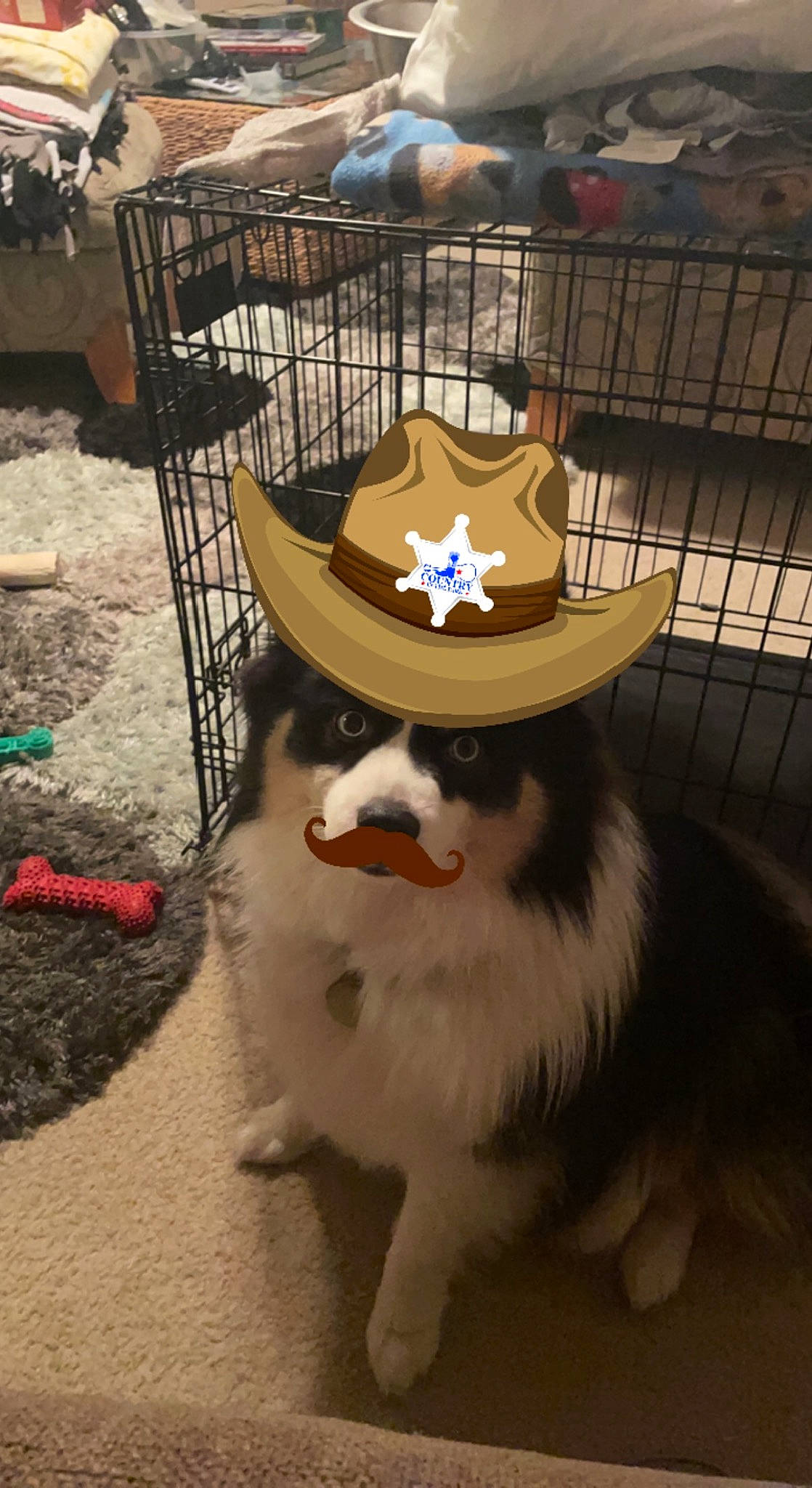 Luka joined the competition — help win amazing prizes! canidae, carnivore, companion_dog, costume_hat, dog, dog_breed, event, fashion_accessory, felidae, fence, fur, hat, herding_dog, smile, snout, sporting_group, tree, whiskers, winter, wood