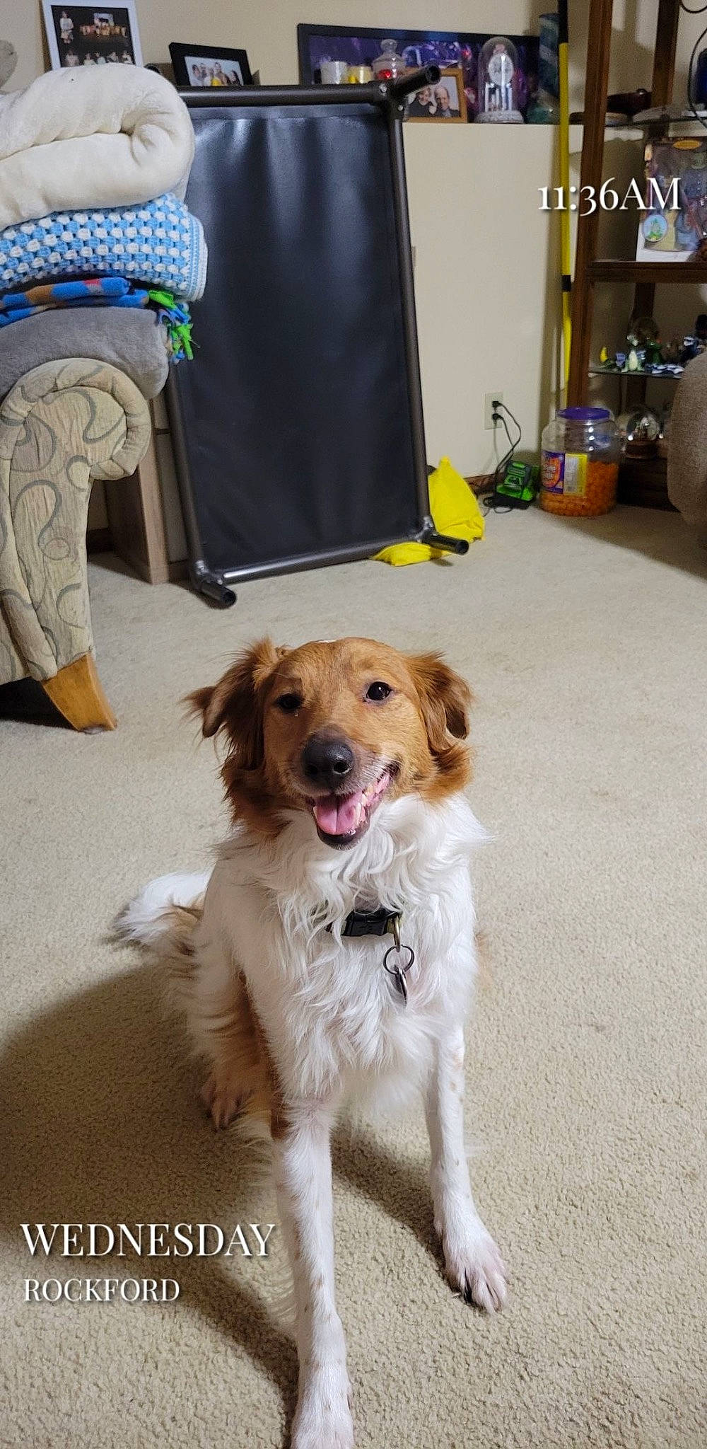 Copper is registered to the contest to win money with this photo: canidae, carnivore, collar, companion_dog, dog, dog_breed, dog_collar, fashion_accessory, fawn, floor, flooring, foot, fur, human_leg, leash, paw, sidewalk, sporting_group, working_animal