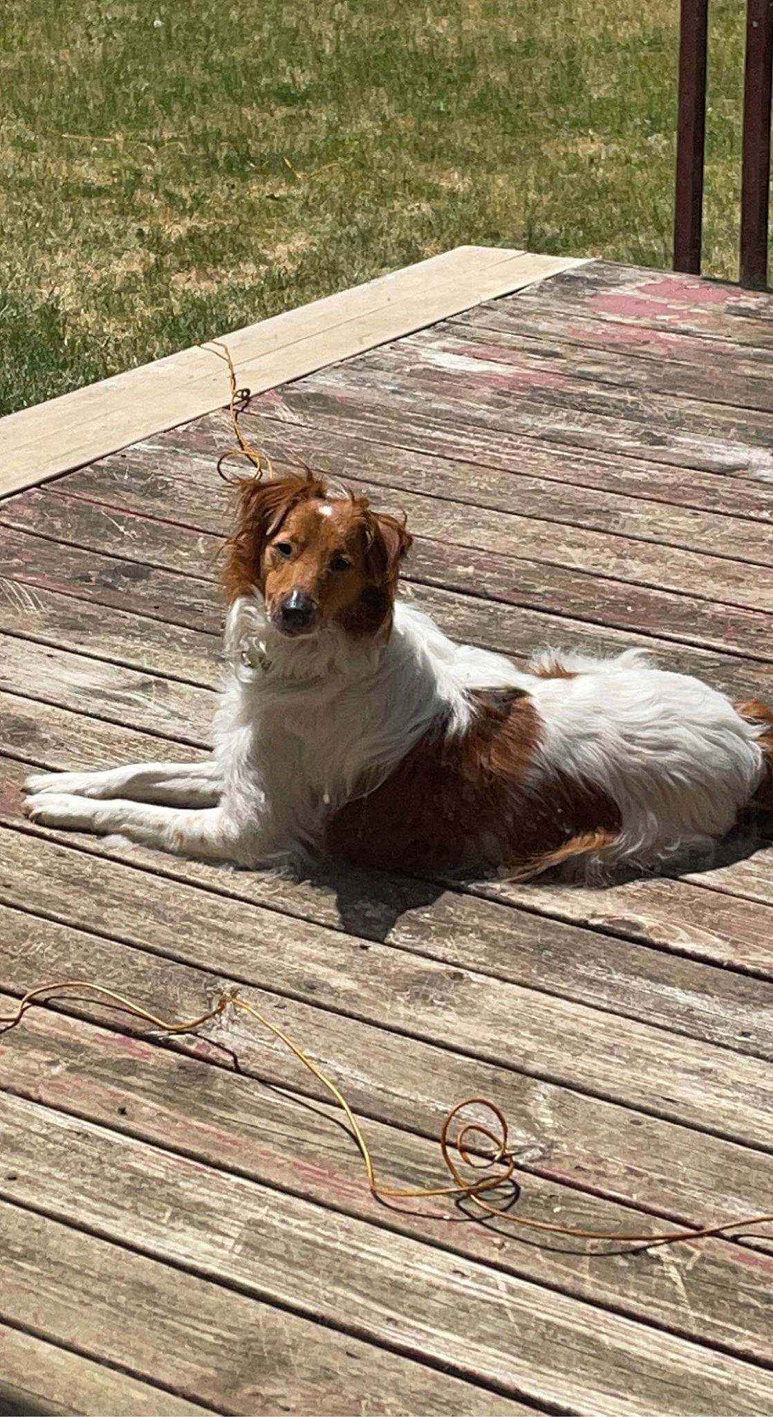 Copper is registered to the contest to win money with this photo: canidae, carnivore, companion_dog, dog, dog_breed, fawn, felidae, flooring, fur, grass, hardwood, outdoor_furniture, plank, sidewalk, snout, sporting_group, tail, terrestrial_animal, whiskers, wood