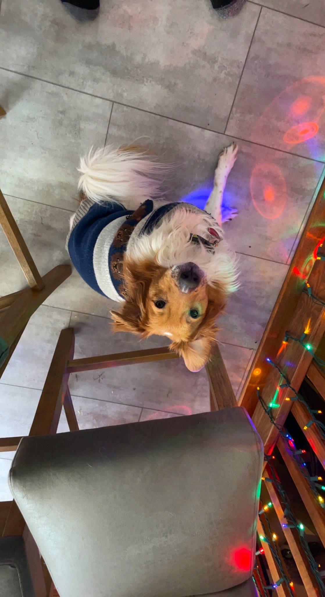 Copper is registered to the contest to win money with this photo: carnivore, chair, companion_dog, dog, dog_breed, dog_clothes, dog_supply, fawn, felidae, floor, flooring, fur, hardwood, plant, tail, toy, toy_dog, whiskers, wood, working_animal