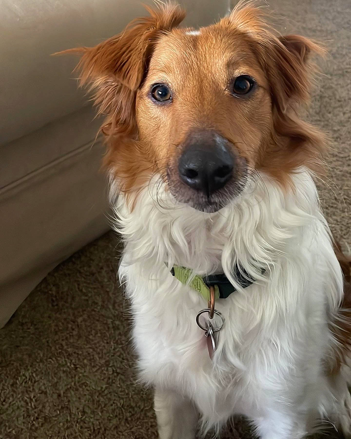 Copper is registered to the contest to win money with this photo: canidae, carnivore, collar, companion_dog, dog, dog_breed, dog_clothes, dog_collar, dog_supply, fashion_accessory, fawn, fur, leash, pet_supply, small_terrier, snout, sporting_group, terrier, toy_dog, whiskers