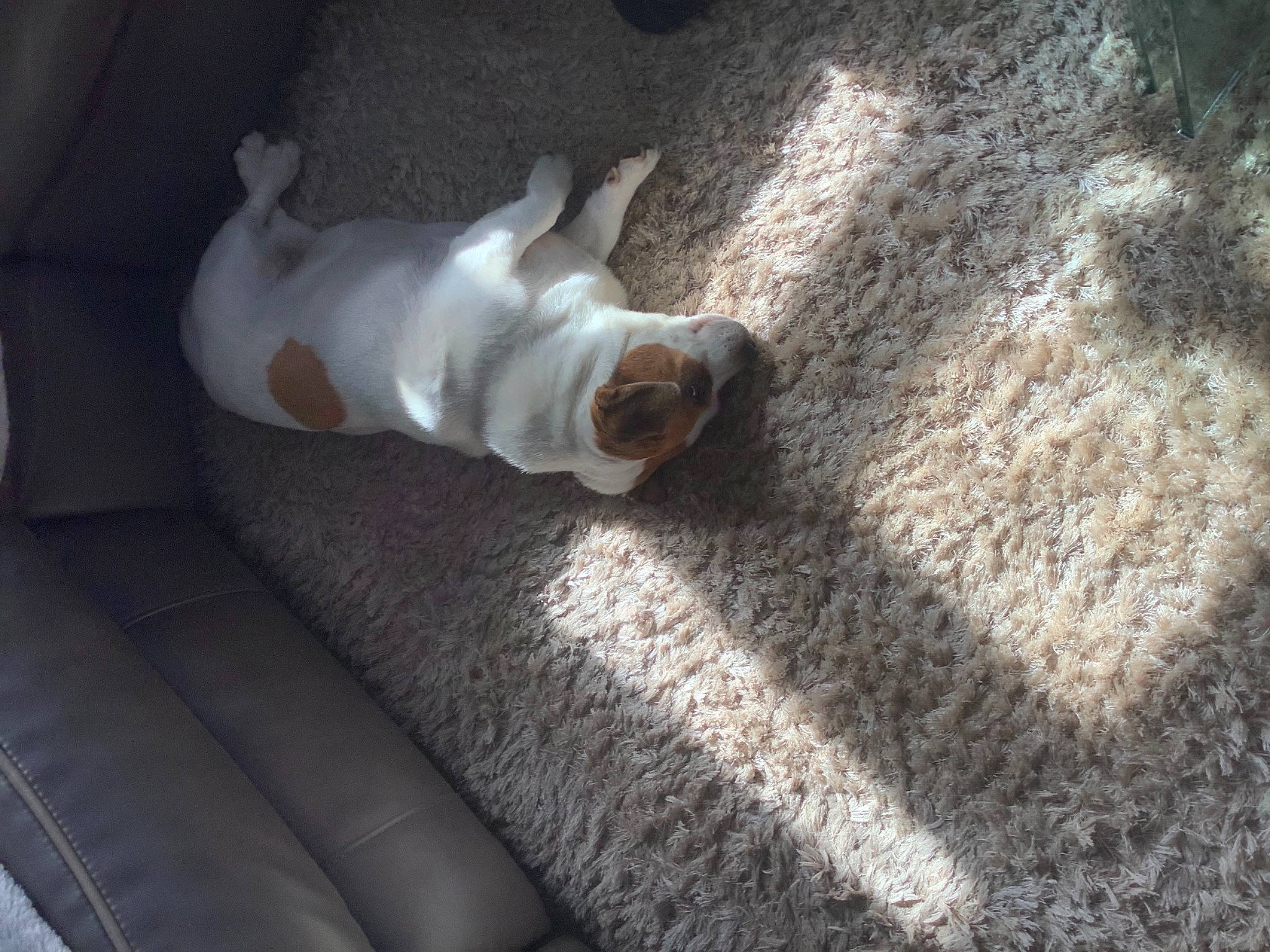 Precious is registered to the contest to win money with this photo: canidae, carnivore, comfort, companion_dog, dog, dog_breed, fawn, felidae, floor, flooring, grass, hardwood, human_leg, paw, snout, sporting_group, tail, tints_and_shades, whiskers, wood