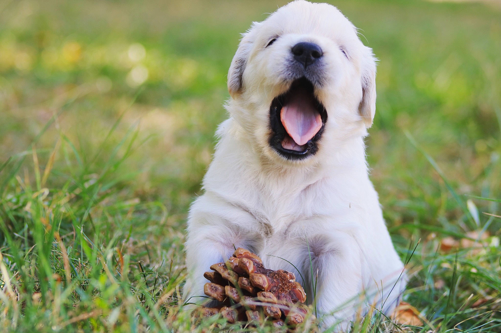 Prune a rejoint le concours — aidez-le/la à gagner de superbes lots ! canidae, carnivore, central_asian_shepherd_dog, companion_dog, dog, dog_breed, facial_expression, golden_retriever, labrador_retriever, mammal, maremma_sheepdog, polish_tatra_sheepdog, puppy, retriever, snout, sporting_group, vertebrate, yawn