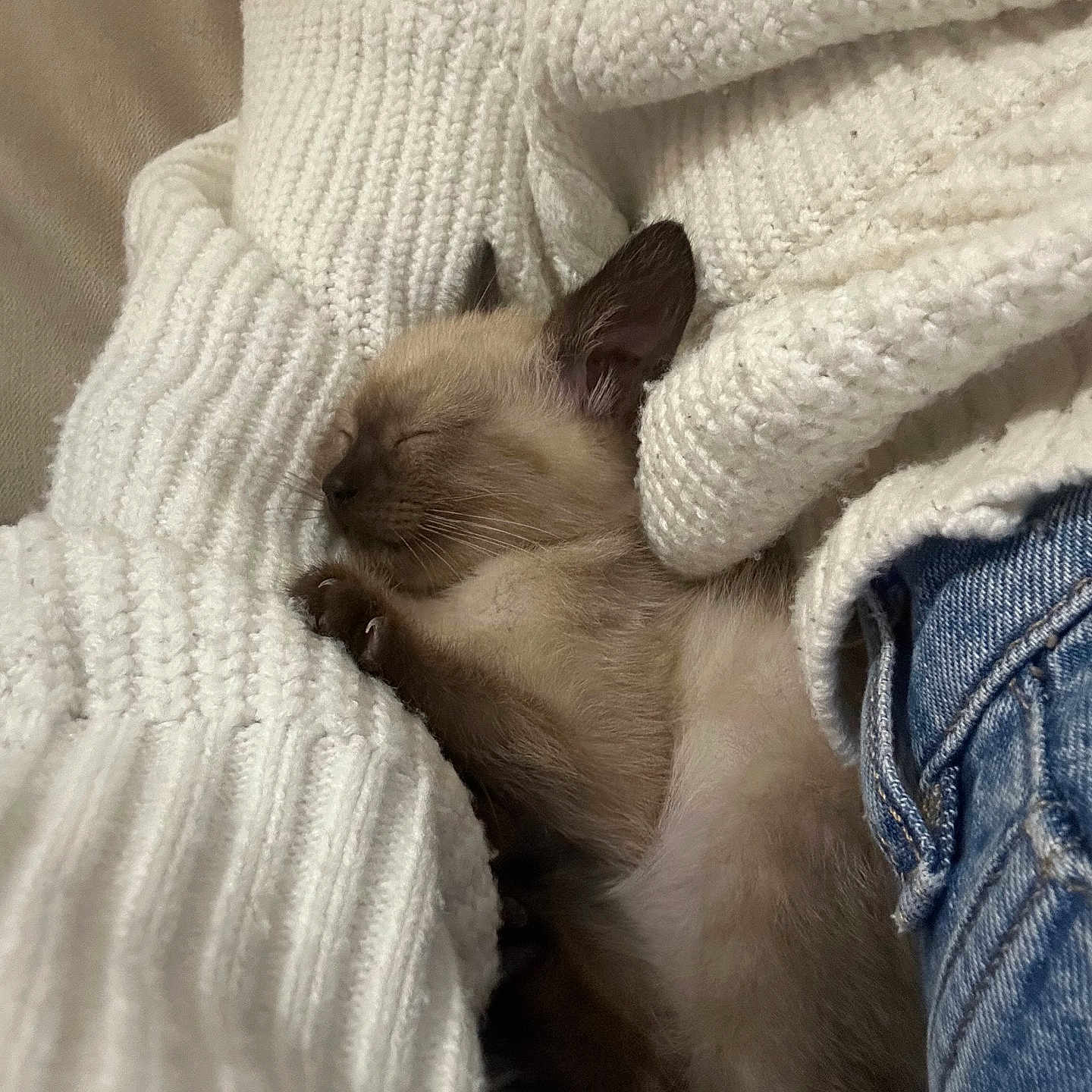 Ivy participe au concours pour gagner de l'argent avec cette photo : animal, blanket, cat, clothing, couch, furniture, glove, hosiery, jeans, kitten, knitwear, manx, pants, person, pet, quilt, siamese, sleeping, sock, sweater