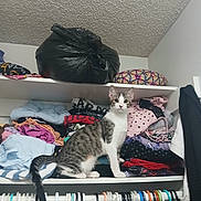 Milo joined the competition — help win amazing prizes! cat, closet, clothes, hanger, shelf, folded_clothes, striped_cat, curious_cat, indoor, domestic_cat, pet, gray_and_white_cat, fabric, storage, organized_clothes, household, curious, looking_at_camera, feline, domestic_setting