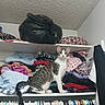 cat, closet, clothes, curious, curious_cat, domestic_cat, domestic_setting, fabric, feline, folded_clothes, gray_and_white_cat, hanger, household, indoor, looking_at_camera, organized_clothes, pet, shelf, storage, striped_cat