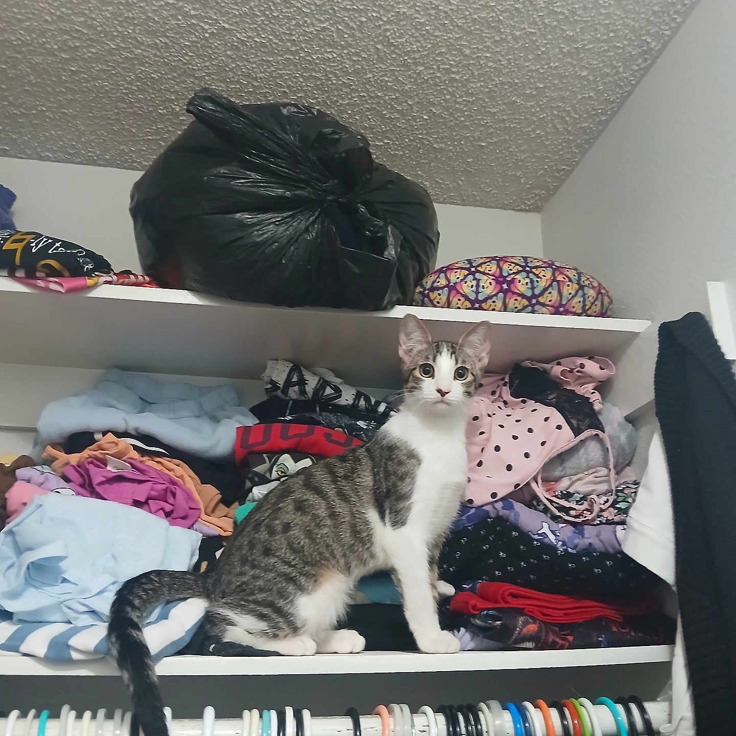 Milo joined the competition — help win amazing prizes! cat, closet, clothes, hanger, shelf, folded_clothes, striped_cat, curious_cat, indoor, domestic_cat, pet, gray_and_white_cat, fabric, storage, organized_clothes, household, curious, looking_at_camera, feline, domestic_setting