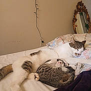 Jace And Milo joined the competition — help win amazing prizes! cat, kitten, sleeping, bed, blanket, pillow, indoor, cozy, resting, feline, fur, domestic_animal, cute, peaceful, mirror, string_lights, wall, home, relaxation, animal