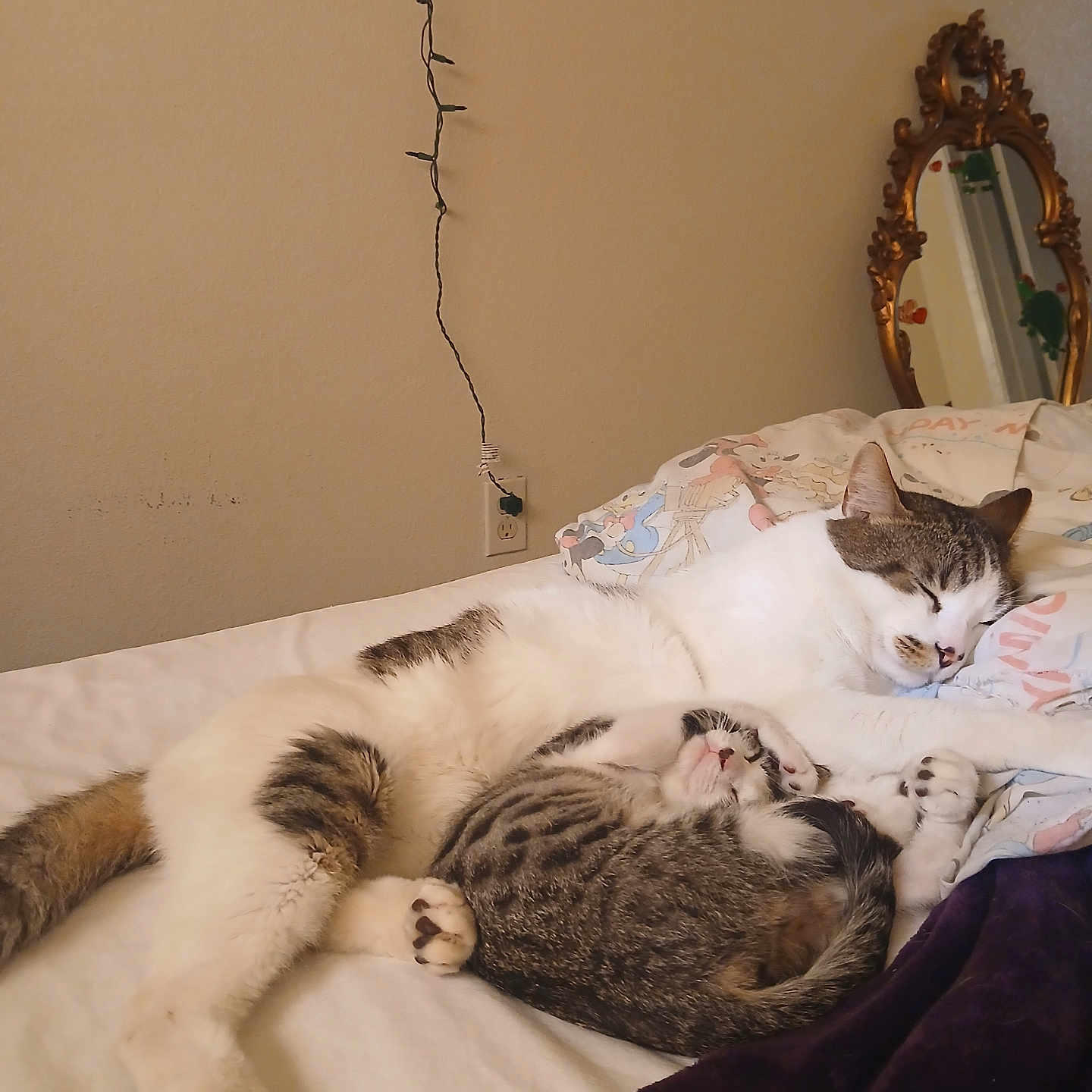 Jace And Milo joined the competition — help win amazing prizes! cat, kitten, sleeping, bed, blanket, pillow, indoor, cozy, resting, feline, fur, domestic_animal, cute, peaceful, mirror, string_lights, wall, home, relaxation, animal