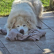 Ricard participe au concours pour gagner de l'argent avec cette photo : animal, blanket, canine, comfort, cozy, daylight, dog, fluffy, fur, grass, nature, outdoor, peaceful, pet, quiet, relaxing, resting, sleeping, sunlight, tiled_floor