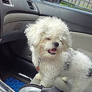 Joshua Lujan joined the competition — help win amazing prizes! dog, curly_fur, car_interior, seat, pet, happy, smiling, white, gray, fluffy, collar, indoor, passenger_seat, floor_mat, bag, animal, cute, small_dog, companion, vehicle