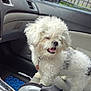 dog, curly_fur, car_interior, seat, pet, happy, smiling, white, gray, fluffy, collar, indoor, passenger_seat, floor_mat, bag, animal, cute, small_dog, companion, vehicle