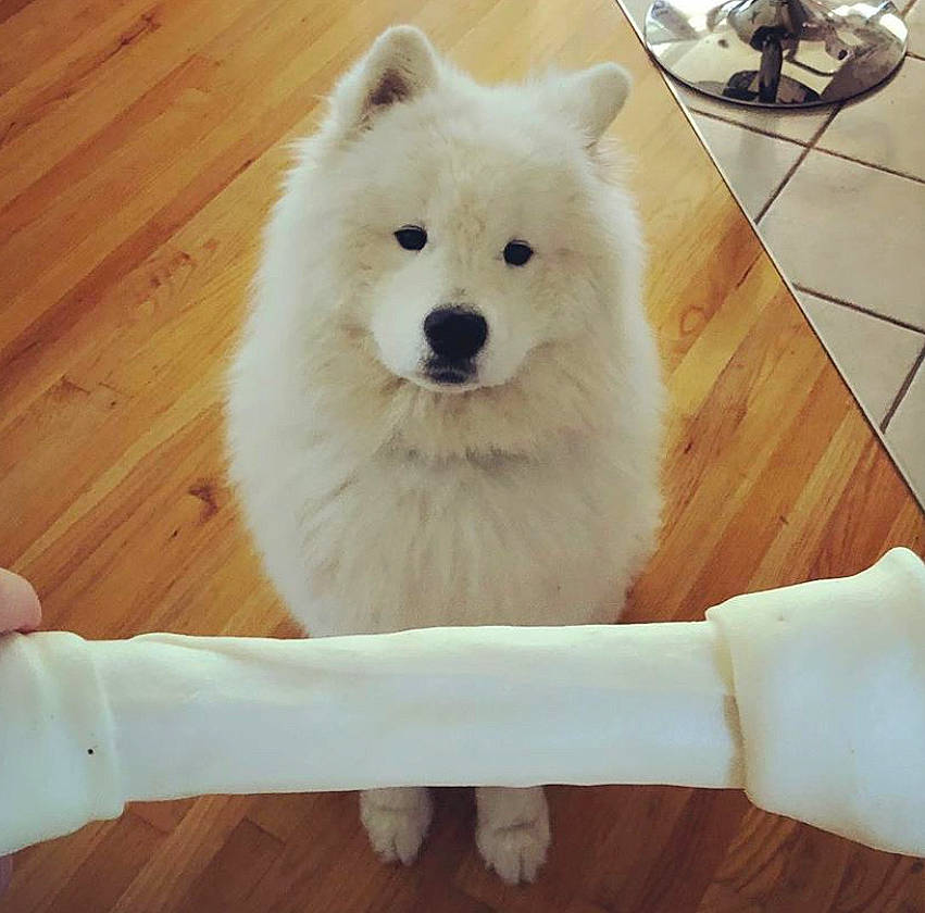 Ocean joined the competition — help win amazing prizes! ancient_dog_breeds, canadian_eskimo_dog, canidae, carnivore, companion_dog, dog, dog_breed, eye, japanese_spitz, kishu, mammal, non_sporting_group, nose, puppy, samoyed, skin, spitz, vertebrate, volpino_italiano, white