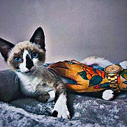 Gypsy a rejoint le concours — aidez-le/la à gagner de superbes lots ! animal, arm, art, baby, blanket, bodypart, cat, couch, egyptiancat, furniture, hand, kitten, manx, painting, person, pet, siamese, skin, tattoo, wristwatch