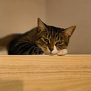 Billie Lebrown a rejoint le concours — aidez-le/la à gagner de superbes lots ! cat, tabby, resting, wooden_surface, indoor, pet, animal, feline, closeup, head, paw, sleepy, calm, brown, white, ears, whiskers, face, quiet, relaxed