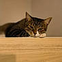 cat, tabby, resting, wooden_surface, indoor, pet, animal, feline, closeup, head, paw, sleepy, calm, brown, white, ears, whiskers, face, quiet, relaxed