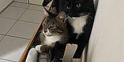 Billie Lebrown a rejoint le concours — aidez-le/la à gagner de superbes lots ! cat, tabby_cat, black_and_white_cat, wooden_drawer, household_items, pens, brush, lint_roller, tile_floor, wall, indoor, pets, feline, curious, cozy, close_together, looking, resting, domestic, companion