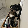 cat, tabby_cat, black_and_white_cat, wooden_drawer, household_items, pens, brush, lint_roller, tile_floor, wall, indoor, pets, feline, curious, cozy, close_together, looking, resting, domestic, companion