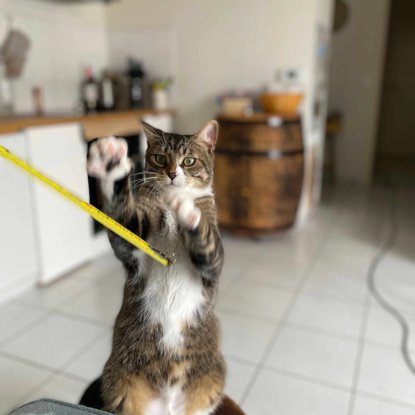Billie Lebrown participe au concours pour gagner de l'argent avec cette photo : barrel, blurred_background, brown, cat, curious, domestic, furniture, green_eyes, household, indoor, kitchen, measuring_tape, paws, pet, playful, standing, tabby, tile_floor, whiskers, white
