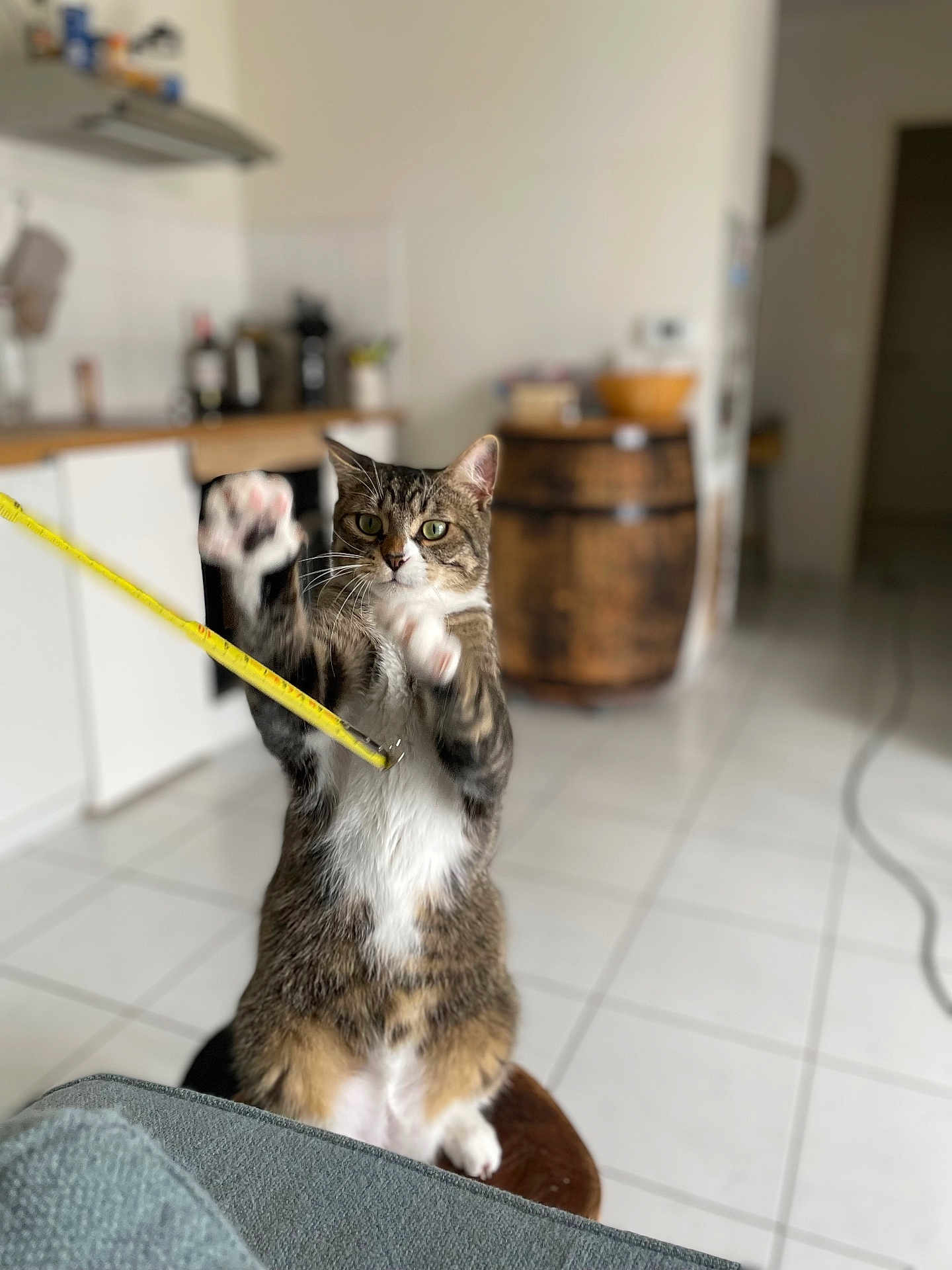 Billie Lebrown participe au concours pour gagner de l'argent avec cette photo : cat, tabby, measuring_tape, kitchen, tile_floor, furniture, barrel, playful, pet, indoor, whiskers, paws, brown, white, green_eyes, curious, standing, blurred_background, household, domestic