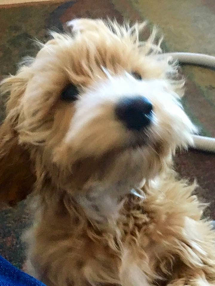 Mr. Pickles joined the competition — help win amazing prizes! briquet_griffon_vendeen, canidae, carnivore, cavapoo, cockapoo, companion_dog, dog, dog_breed, dutch_smoushond, glen_of_imaal_terrier, maltepoo, mammal, petit_basset_griffon_vendeen, puppy, schnoodle, snout, sporting_lucas_terrier, terrier, tibetan_terrier, vertebrate