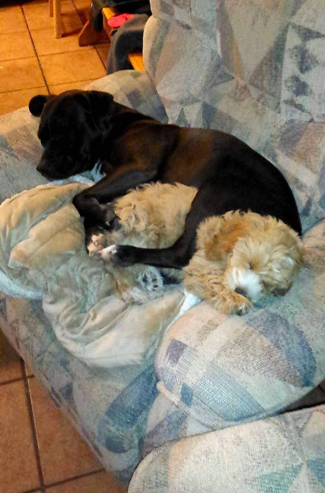 Mr. Pickles joined the competition — help win amazing prizes! canidae, carnivore, cockapoo, companion_dog, dog, dog_breed, non_sporting_group, puppy, sporting_group