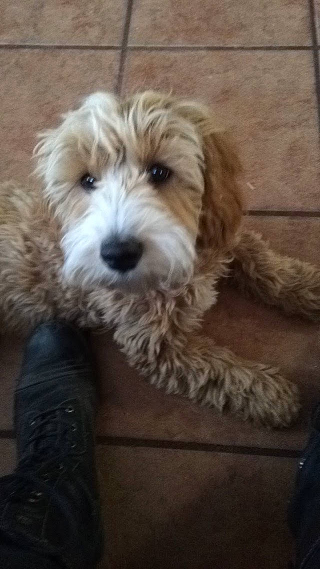 Mr. Pickles joined the competition — help win amazing prizes! bearded_collie, briquet_griffon_vendeen, canidae, carnivore, cavapoo, cockapoo, companion_dog, dog, dog_breed, dutch_smoushond, grand_basset_griffon_vendeen, mammal, petit_basset_griffon_vendeen, poodle_crossbreed, sapsali, schnoodle, sporting_lucas_terrier, terrier, tibetan_terrier, vertebrate