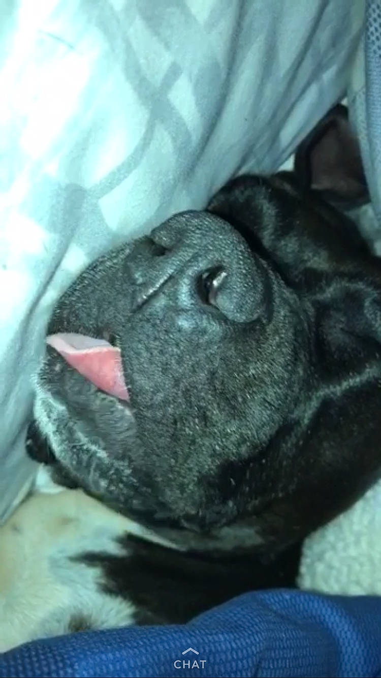 Ripley is registered to the contest to win money with this photo: canidae, carnivore, dog, dog_breed, fawn, french_bulldog, mouth, non_sporting_group, nose, pug, shar_pei, snout, sporting_group