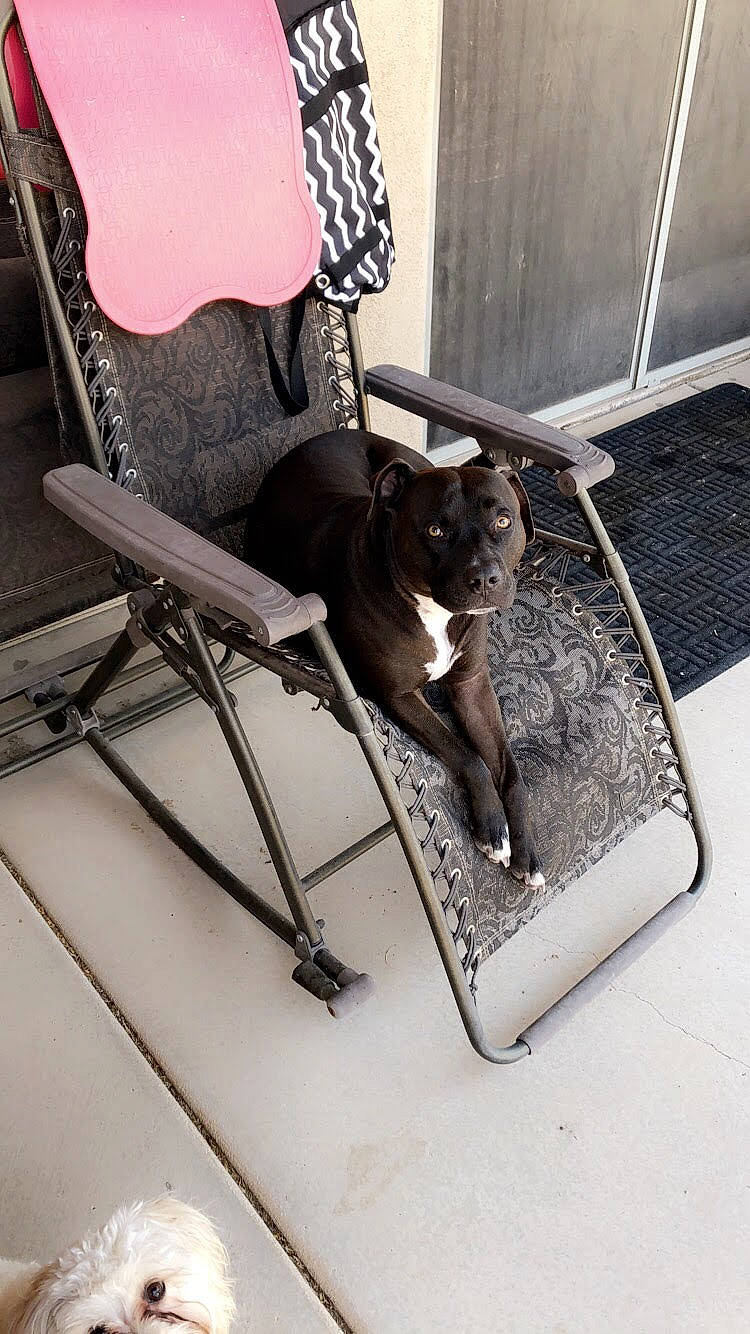 Ripley joined the competition — help win amazing prizes! canidae, carnivore, companion_dog, dog, dog_breed, sporting_group