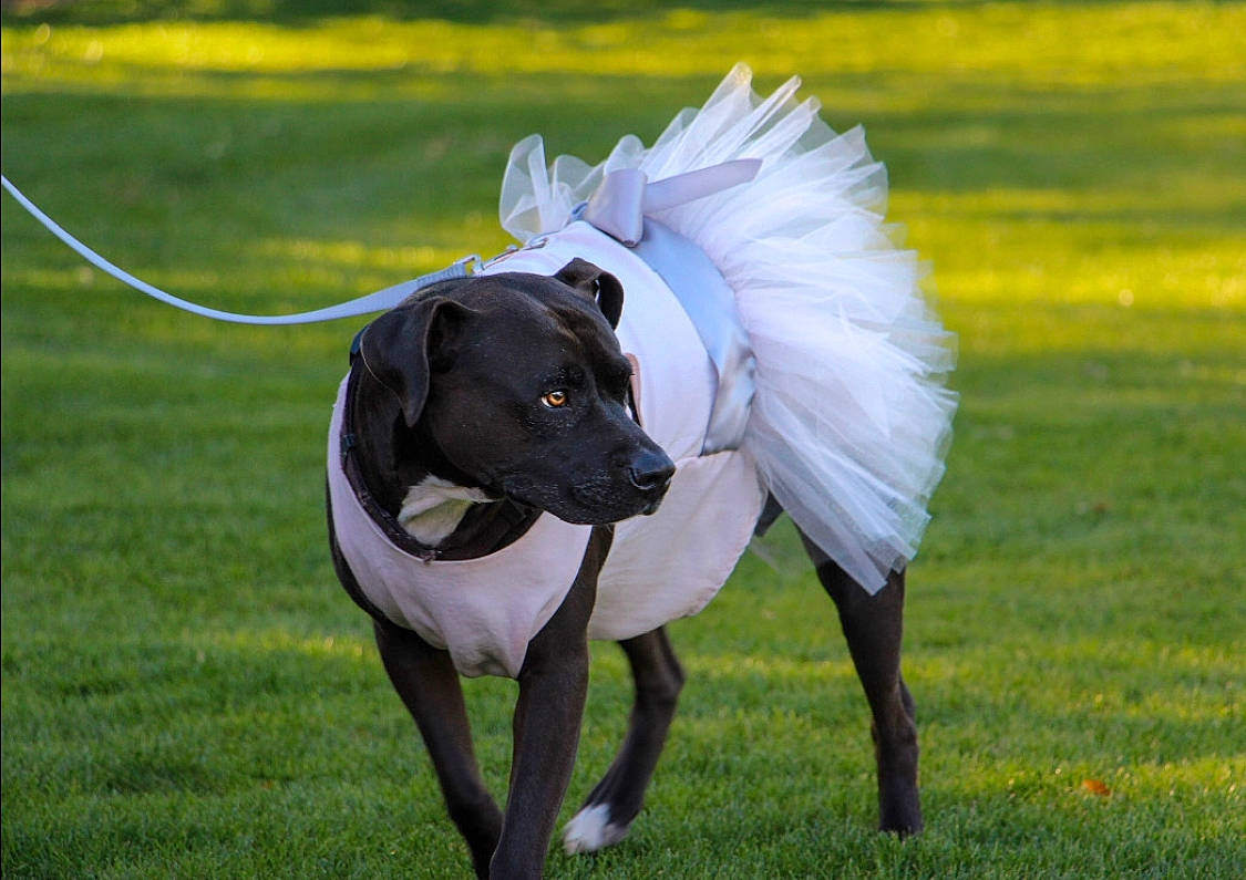 Ripley joined the competition — help win amazing prizes! canidae, carnivore, companion_dog, dog, dog_breed, hunting_dog, mammal, plant, rare_breed_dog, snout, sporting_group, tail, vertebrate