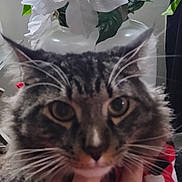 King Tut is registered to the contest to win money with this photo: cat, tabby, whiskers, close_up, hand, rings, flower, white_flower, green_leaves, vase, indoor, red_and_black_checkered, fur, pet, animal, portrait, cute, feline, domestic_cat, nature