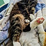 King Tut is registered to the contest to win money with this photo: cat, tabby, pet, indoor, blanket, feline, paw, pink_pads, relaxed, cozy, fur, stretching, animal, cute, sleepy, domestic_animal, whiskers, claws, soft, mammal