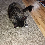 King Tut is registered to the contest to win money with this photo: animal, carpet, cat, closeup, cozy, cute, domestic_cat, ears, feline, floor, fur, home, indoor, mammal, pet, resting, tabby, tail, whiskers, wooden_floor