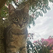 Zola a rejoint le concours — aidez-le/la à gagner de superbes lots ! animal, branch, cat, closeup, curious, daylight, foliage, green_eyes, mammal, nature, outdoor, pet, pink_flowers, portrait, sky, tabby, tree, whiskers, wildlife, young_cat
