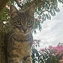 animal, branch, cat, closeup, curious, daylight, foliage, green_eyes, mammal, nature, outdoor, pet, pink_flowers, portrait, sky, tabby, tree, whiskers, wildlife, young_cat