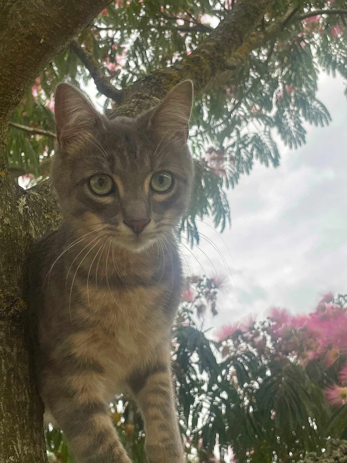 Zola