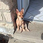 Charly participe au concours pour gagner de l'argent avec cette photo : dog, puppy, small_dog, animal, pet, concrete, door, stone_wall, sunlight, shadow, tile_floor, outdoor, step, ears, sitting, brown_dog, canine, quiet, daylight, resting