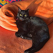 Texas joined the competition — help win amazing prizes! animal, black_cat, cat, collar, colorful_pattern, cozy, domestic_cat, feline, fur, home, indoor, knitted_blanket, orange_couch, pet, relaxed, resting, sunlight, texture, yellow_eyes, zigzag_pattern