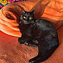 animal, black_cat, cat, collar, colorful_pattern, cozy, domestic_cat, feline, fur, home, indoor, knitted_blanket, orange_couch, pet, relaxed, resting, sunlight, texture, yellow_eyes, zigzag_pattern