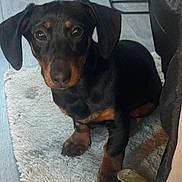 Lily joined the competition — help win amazing prizes! dog, puppy, dachshund, black, tan, pet, animal, indoor, floor, rug, curious, cute, small, ears, paws, looking, sitting, cozy, home, companion