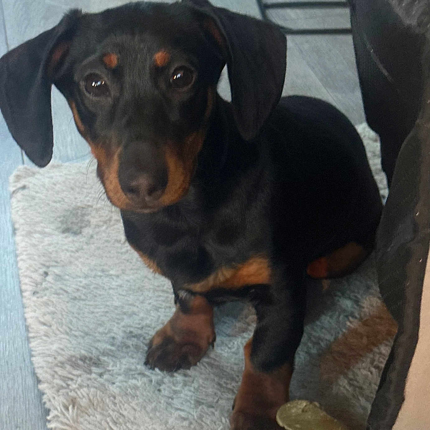 Lily joined the competition — help win amazing prizes! animal, black, companion, cozy, curious, cute, dachshund, dog, ears, floor, home, indoor, looking, paws, pet, puppy, rug, sitting, small, tan
