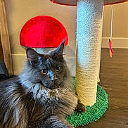 Sirius Black joined the competition — help win amazing prizes! cat, fluffy, gray_cat, indoor, scratching_post, mushroom_shape, wooden_floor, pet, feline, curious, relaxed, long_hair, ears, whiskers, closeup, household, toy, playful, domestic, cozy