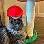 cat, fluffy, gray_cat, indoor, scratching_post, mushroom_shape, wooden_floor, pet, feline, curious, relaxed, long_hair, ears, whiskers, closeup, household, toy, playful, domestic, cozy