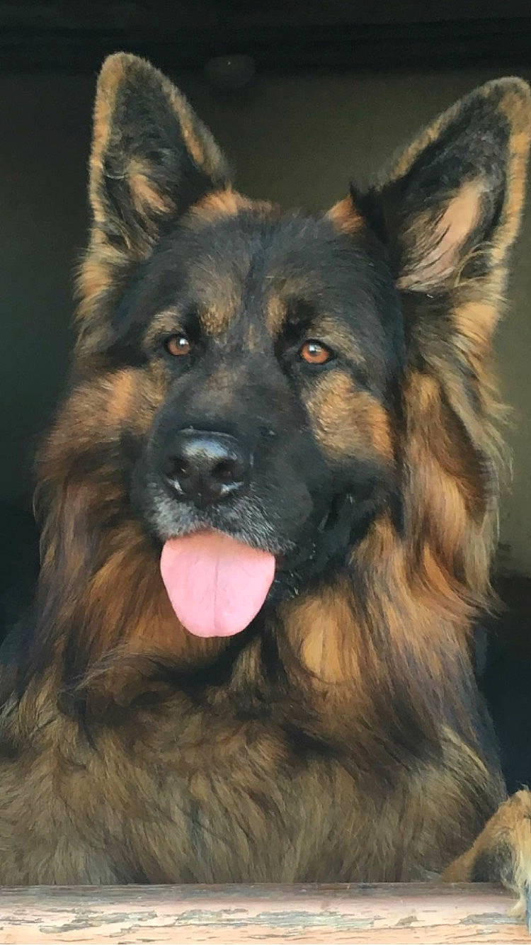 Lion participe au concours pour gagner de l'argent avec cette photo : art, canidae, carnivore, companion_dog, dog, dog_breed, fawn, fur, german_shepherd_dog, guard_dog, herding_dog, king_shepherd, old_german_shepherd_dog, plant, snout, sporting_group, terrestrial_animal, whiskers, working_animal, working_dog